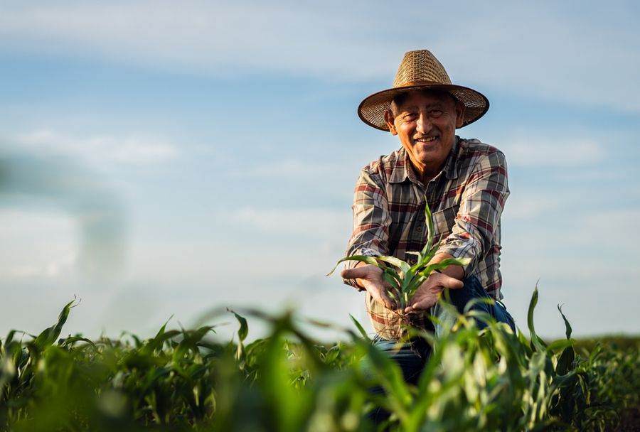 H-2A seasonal farmworkers harvesting crops on a U.S. farm