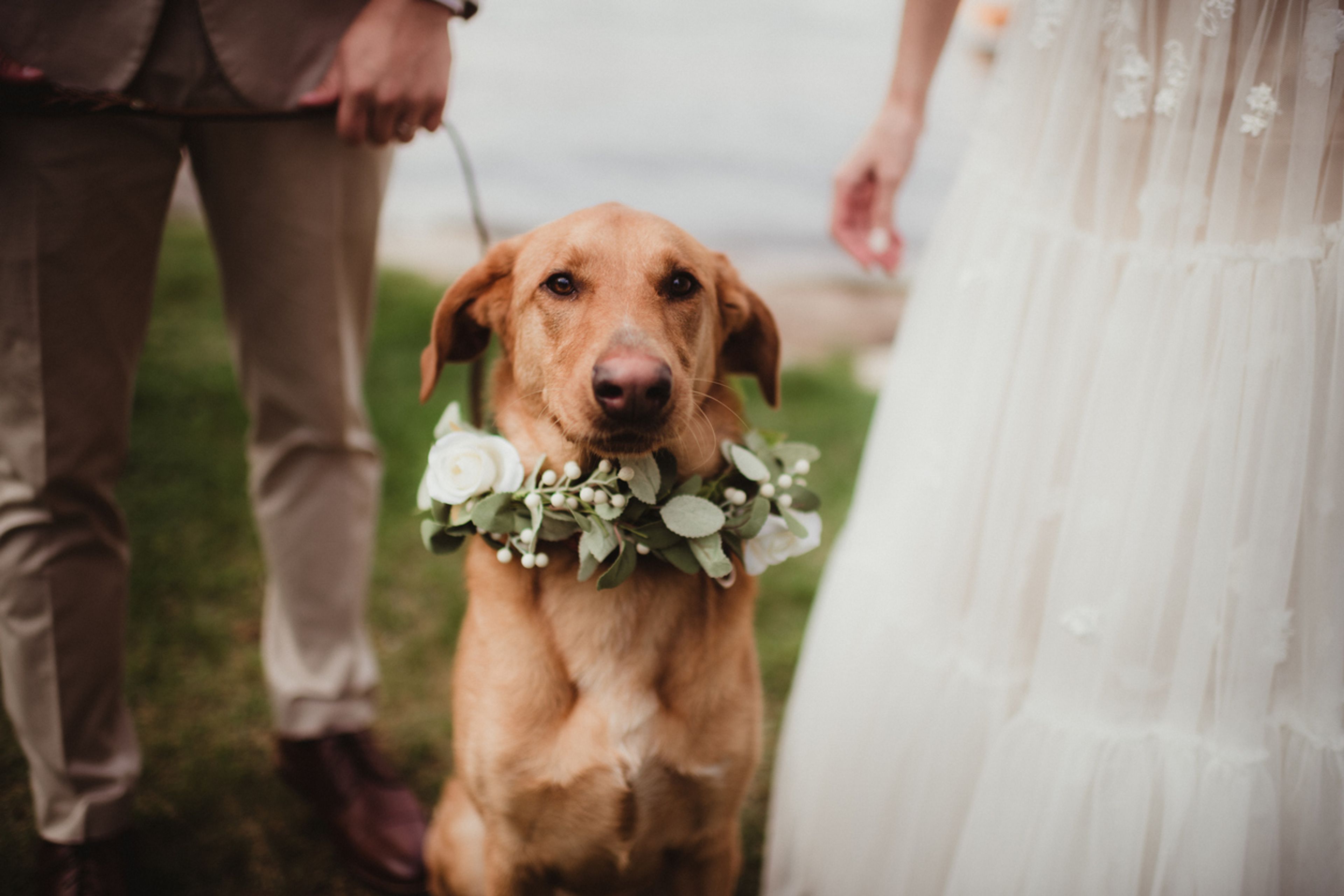 Wedding ceremony with couple and their dog with flower necklace