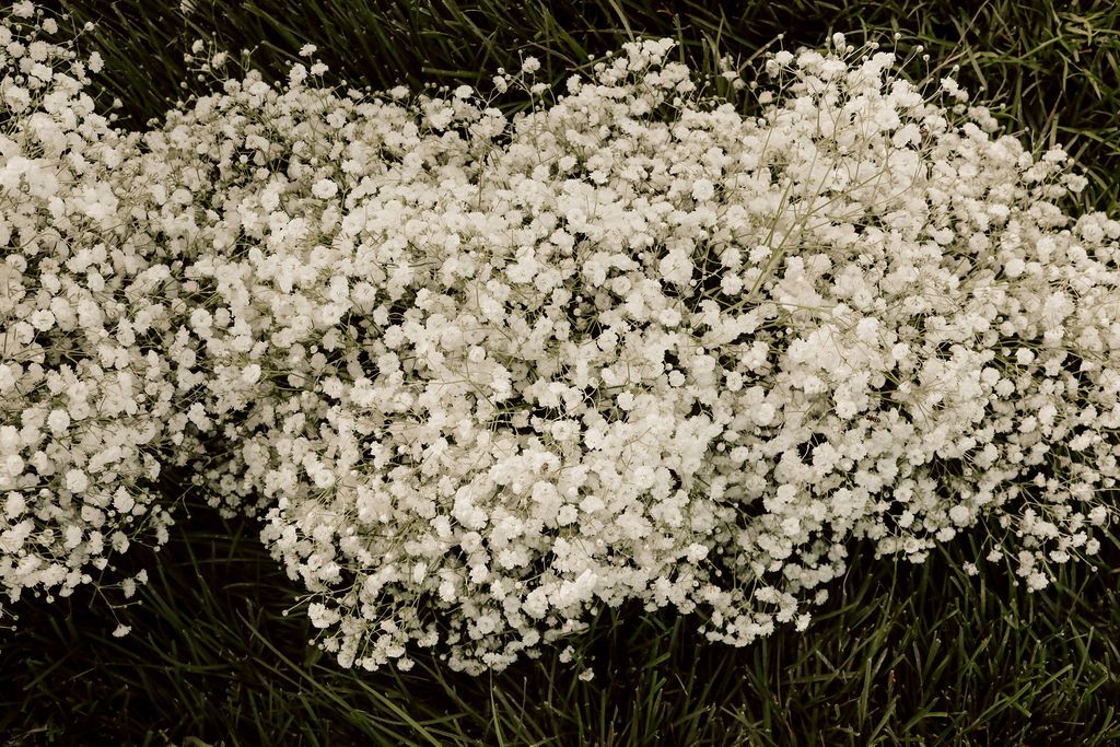 Columbus Ohio Wedding Florist