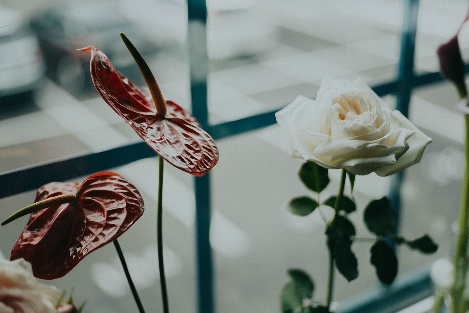 anthurium and garden roses