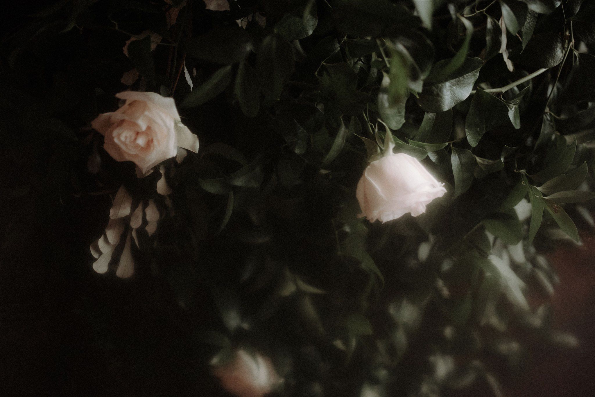 Smilax and White Roses