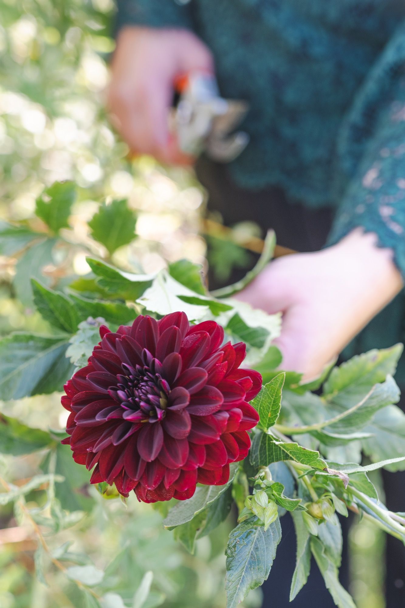 locally grown dahlias columbus ohio