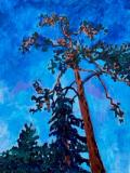 trees against a twilight sky