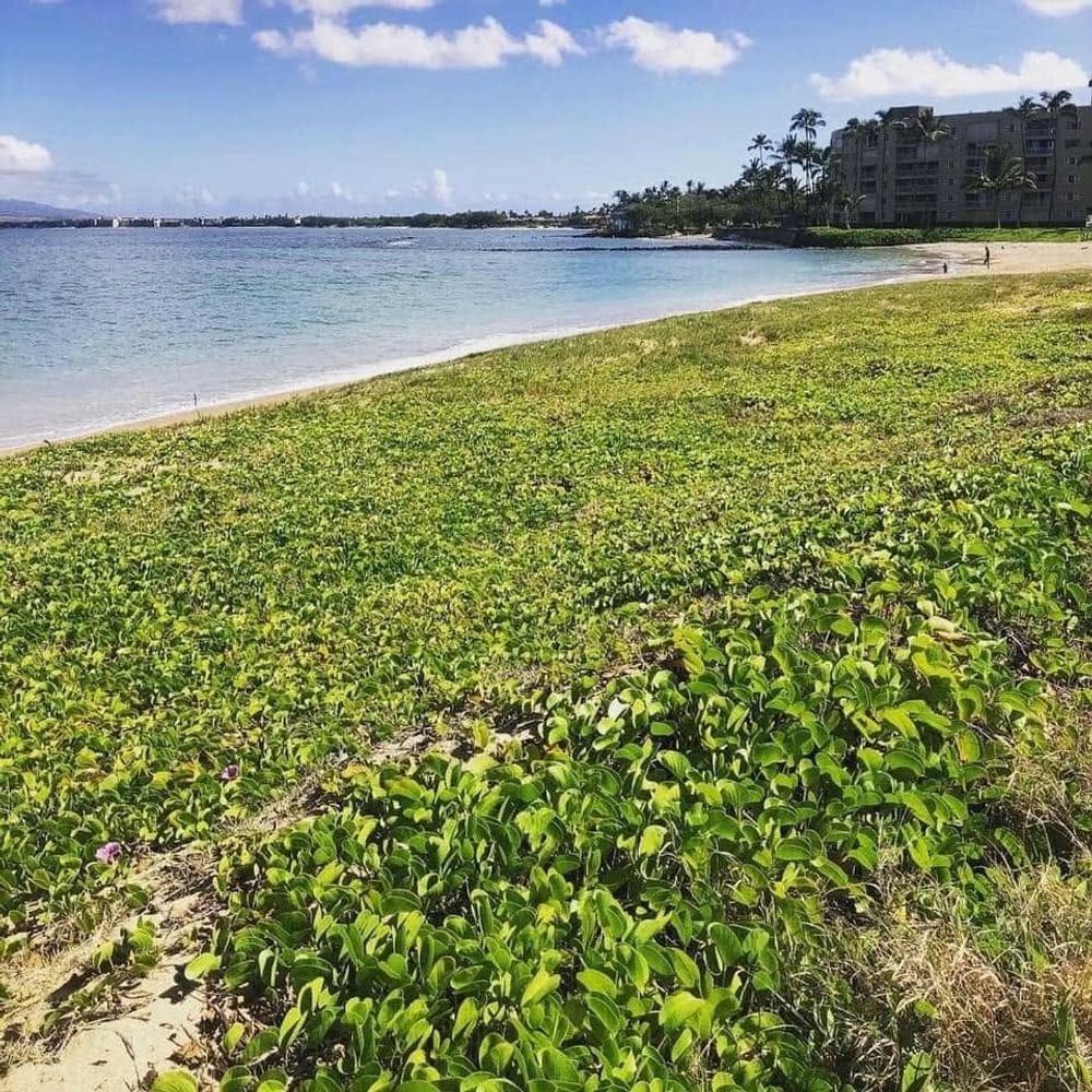 Scenic coastline view with native plants