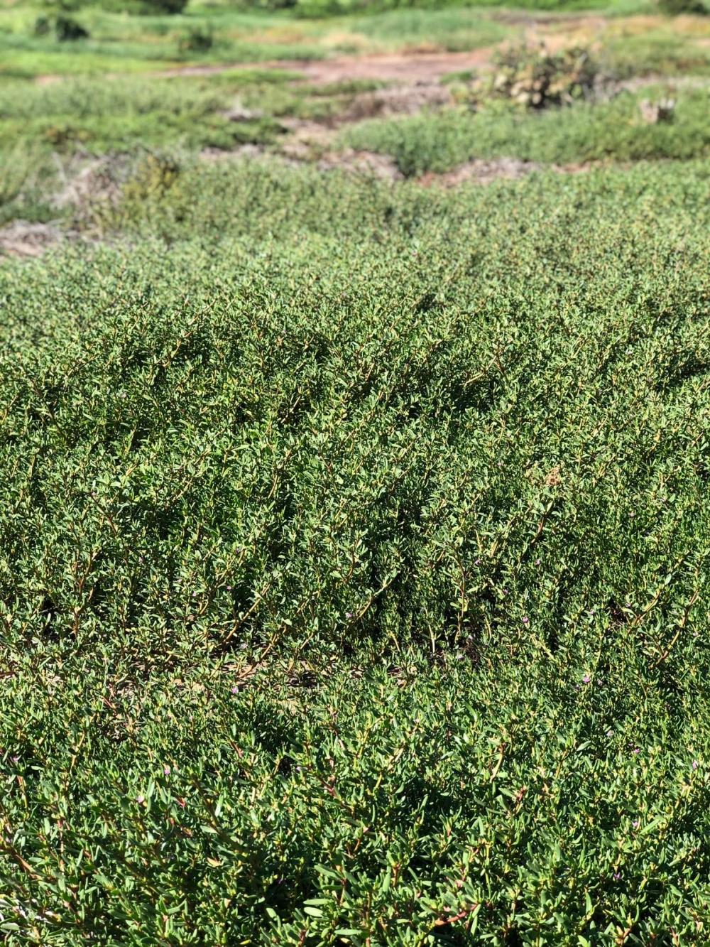 Native groundcover close-up