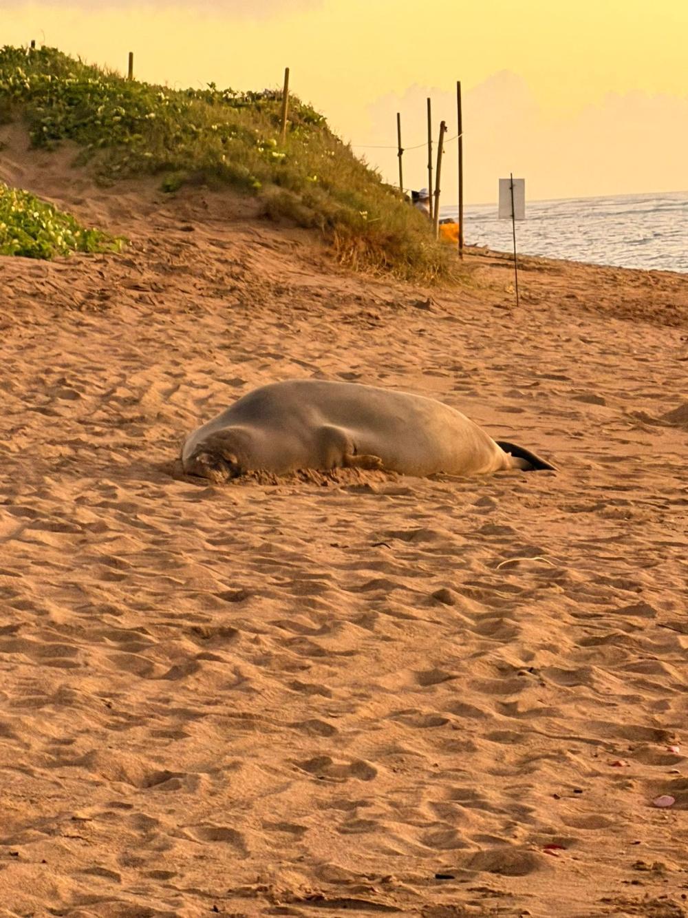 Hawaiian Monk Seal resting on the beach