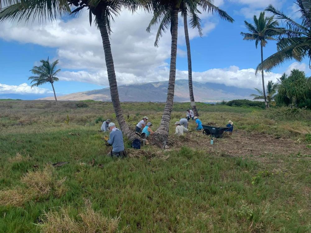 Volunteers working under palm trees