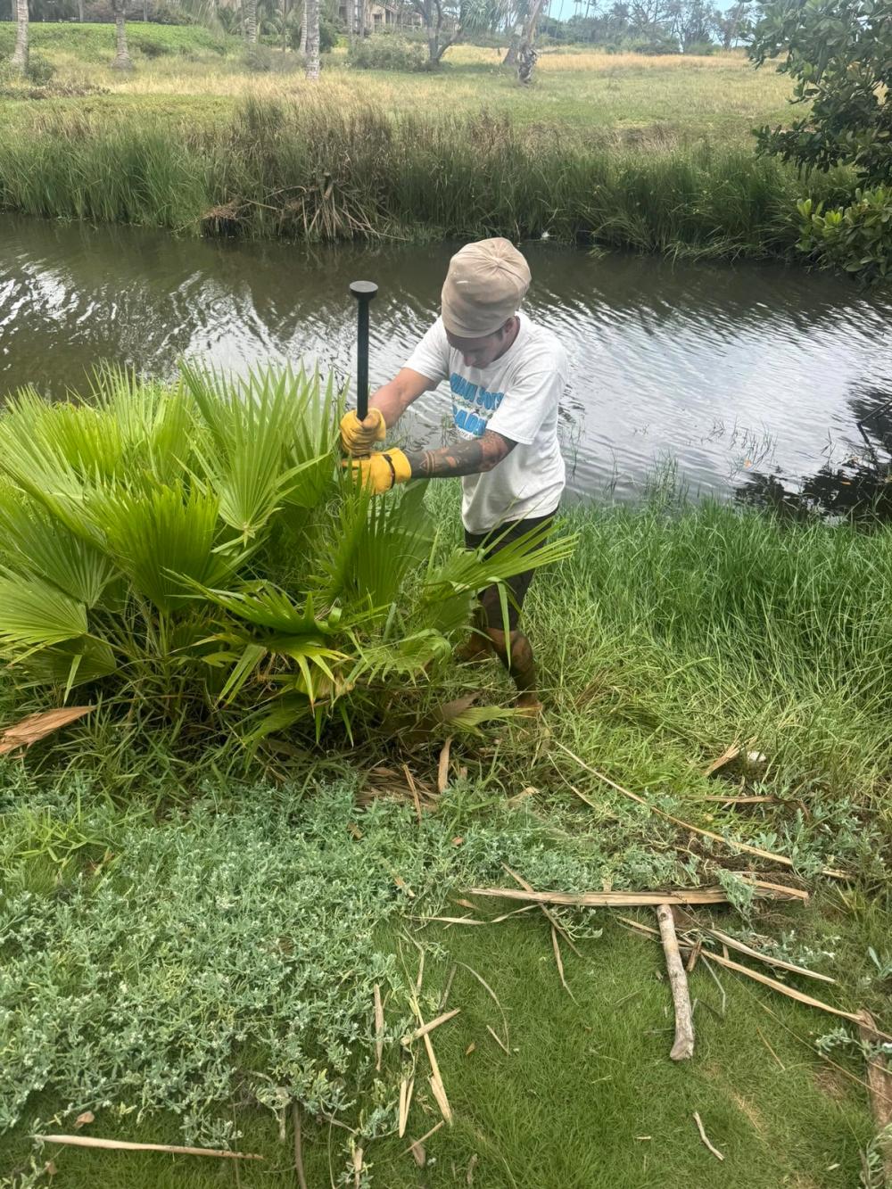 Clearing palms