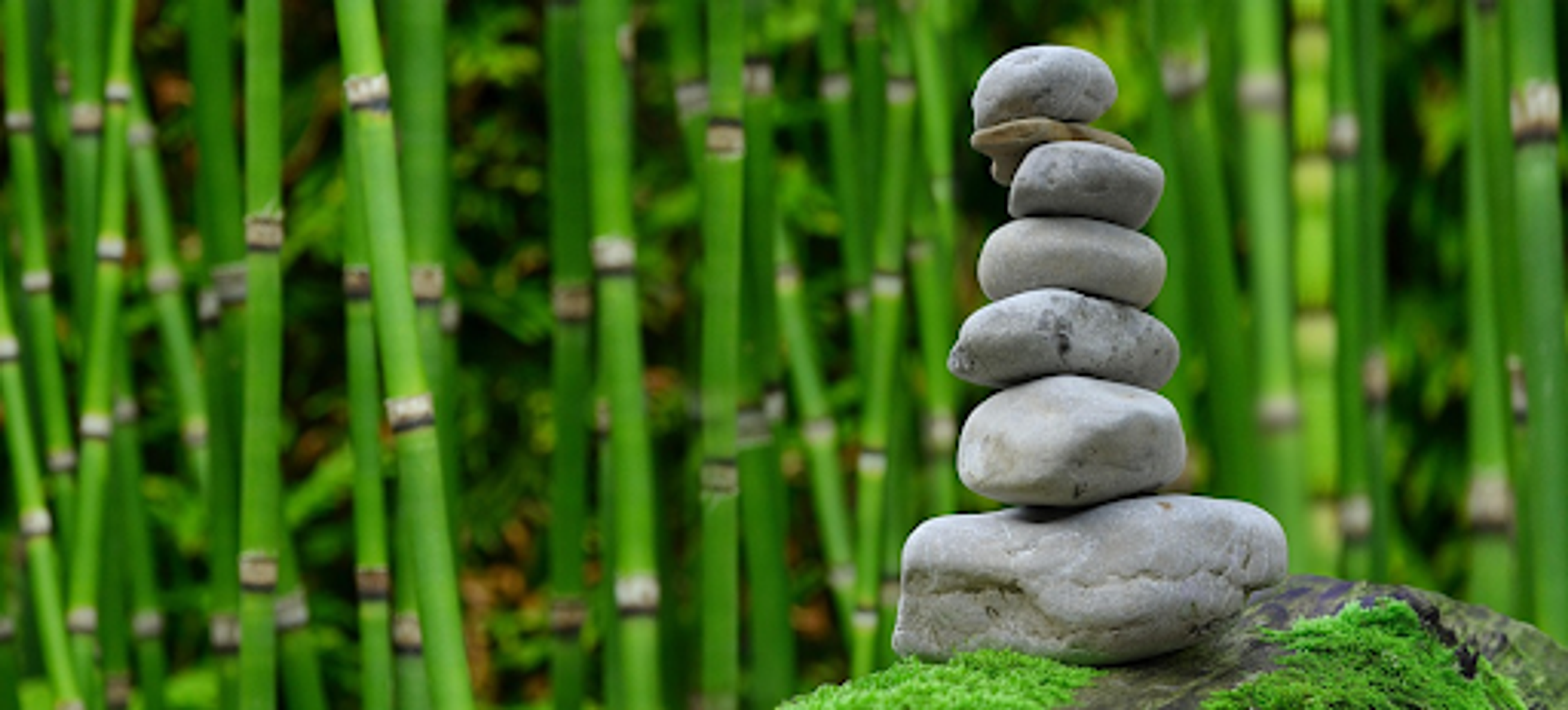 Gartengestaltung: Worauf sollte man achten, wenn man an Dienstleister auslagert?