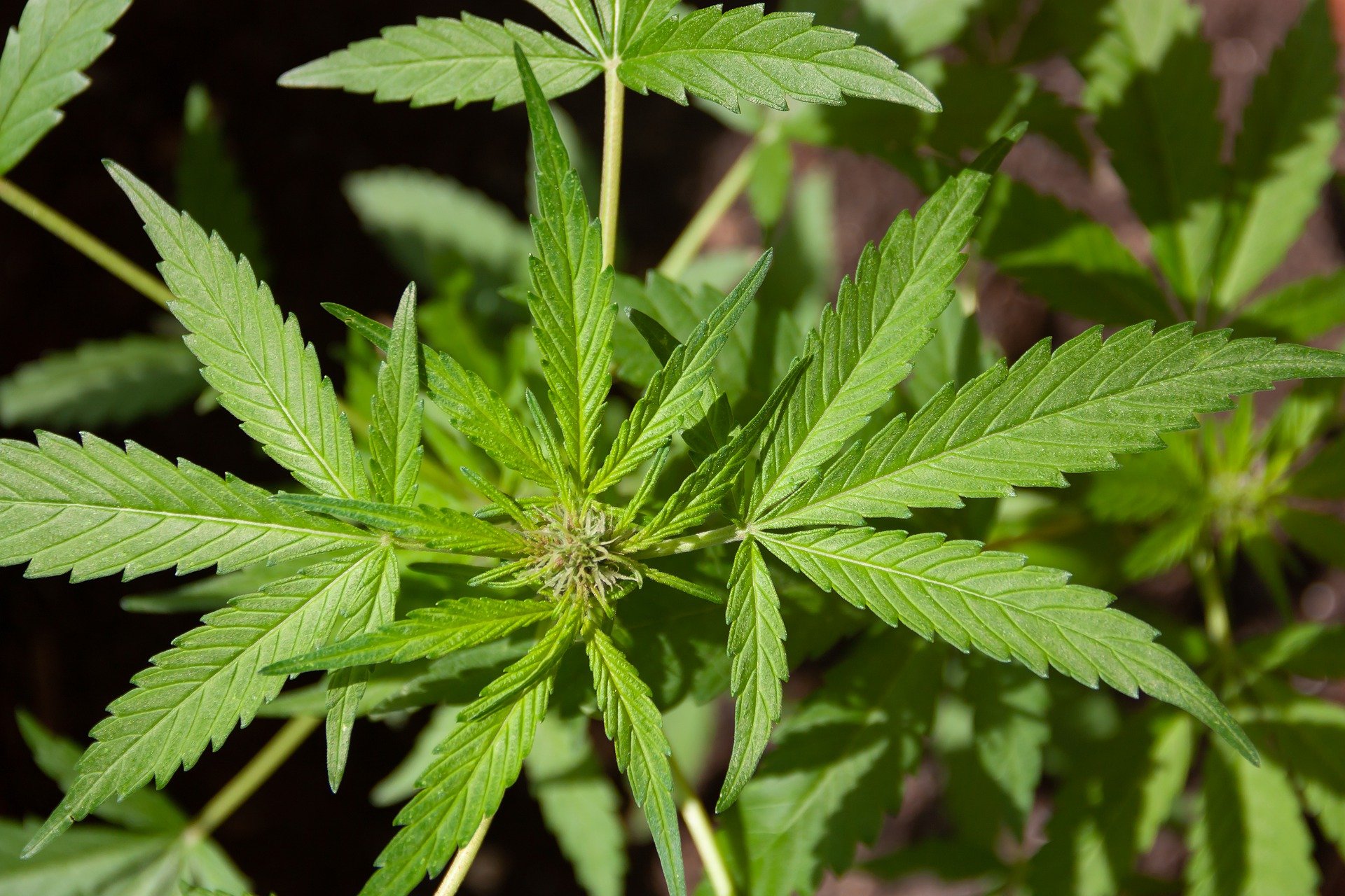 CBD-Produkte - was ist legal und was nicht?