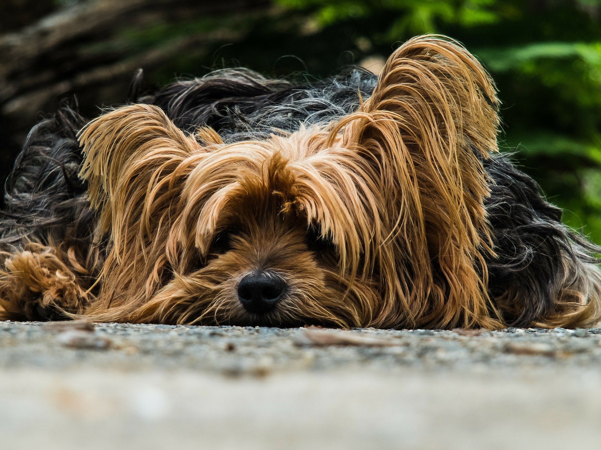 Gilt Verbraucherschutz eigentlich auch für Tiere?