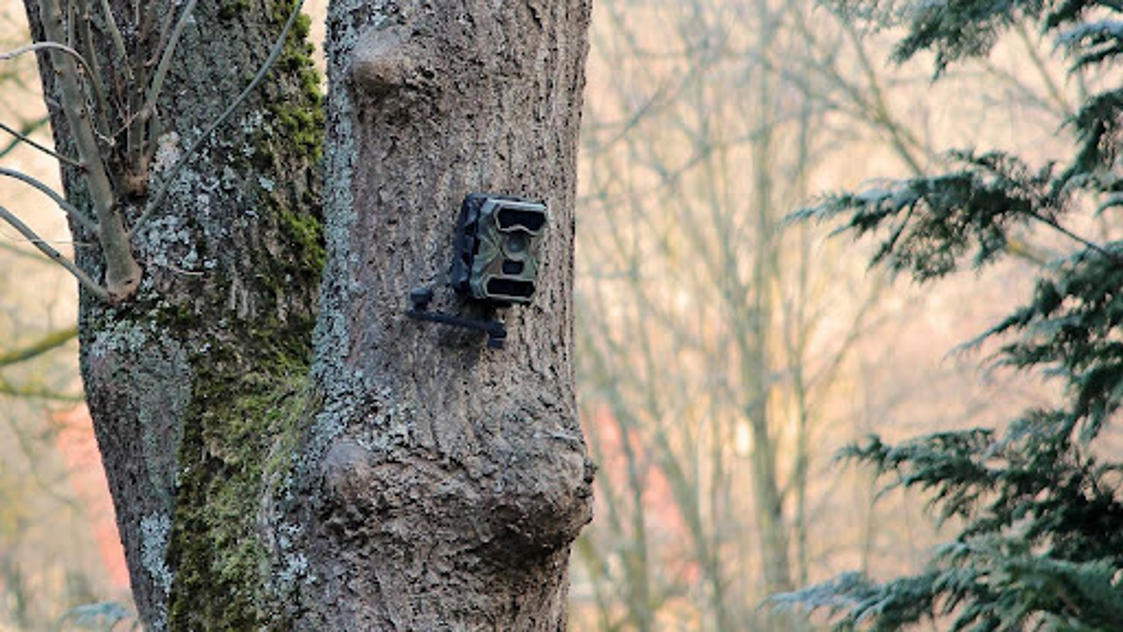 Unsichtbare Wächter für Natur und Eigenheim: Warum beim Wildkamera-Kauf die Fachberatung vor teuren Fehlern schützt