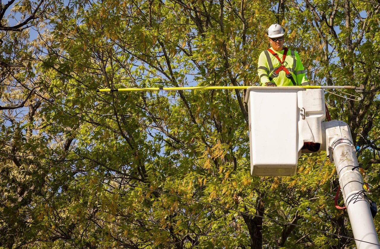 Bei welchen Baumpflege-Arbeiten sollte der Profi ran?
