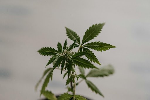 Cannabis auf Rezept – Woran erkennt man seriöse Apotheken wirklich?