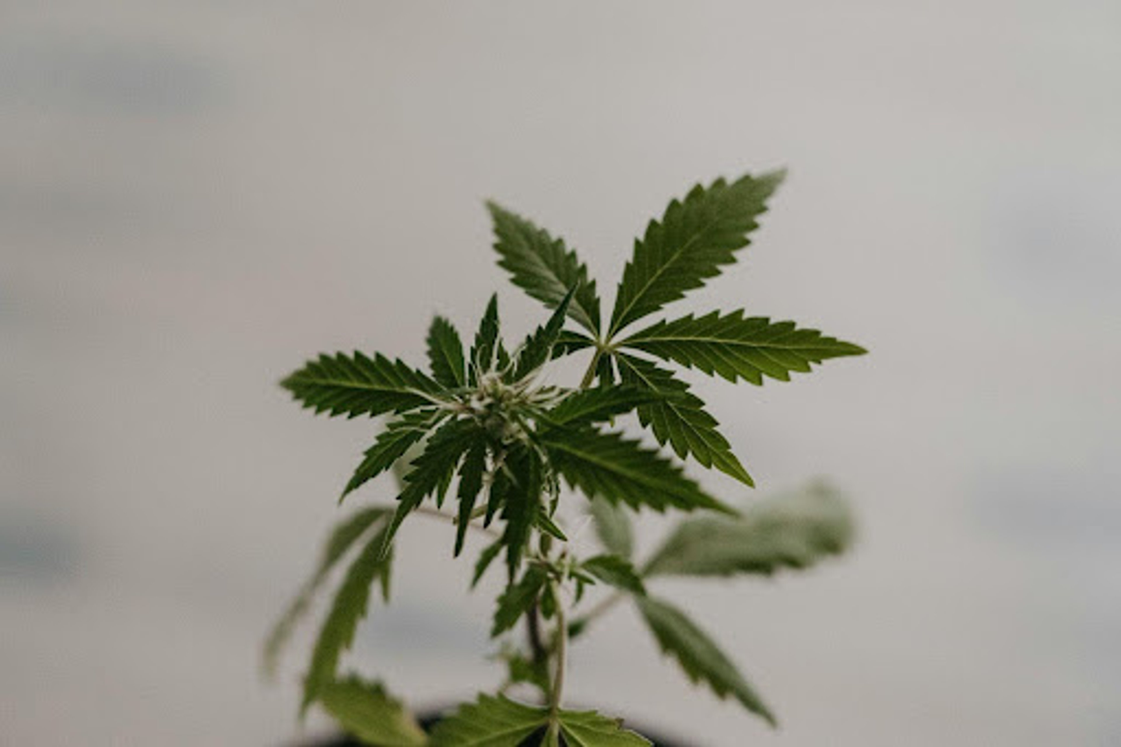 Cannabis auf Rezept – Woran erkennt man seriöse Apotheken wirklich?
