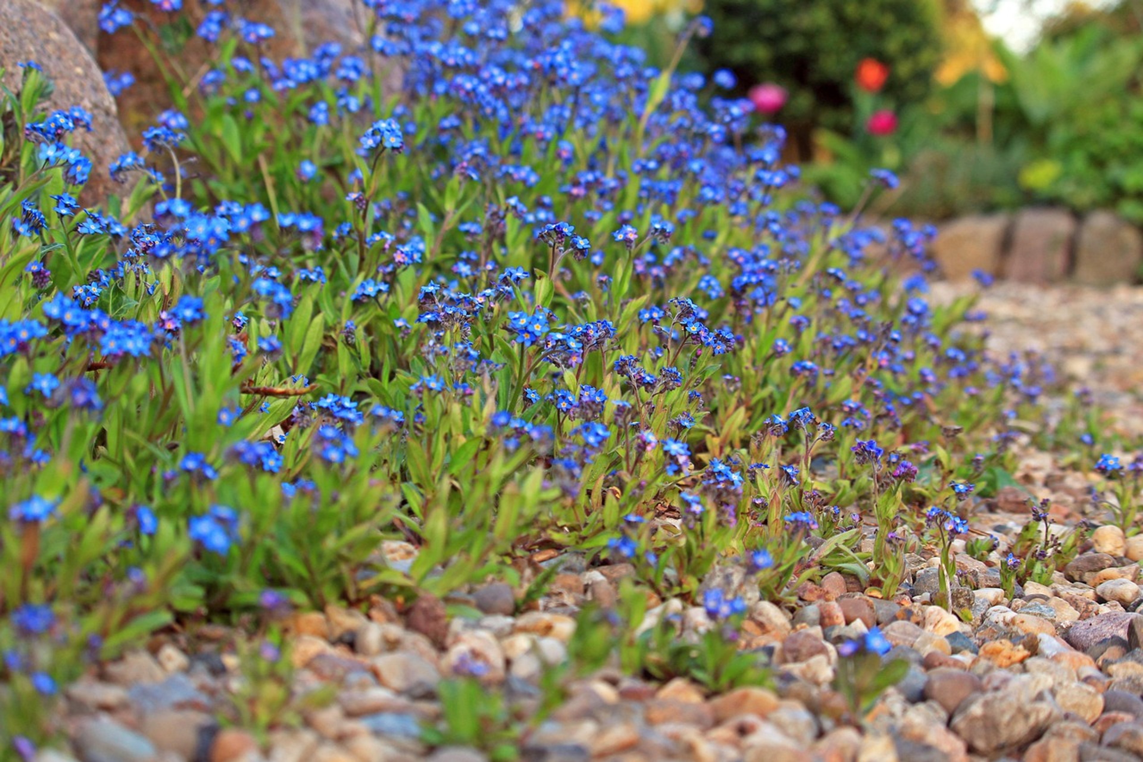 Der perfekte Gartenweg: So wichtig ist die Zusammenarbeit mit Experten