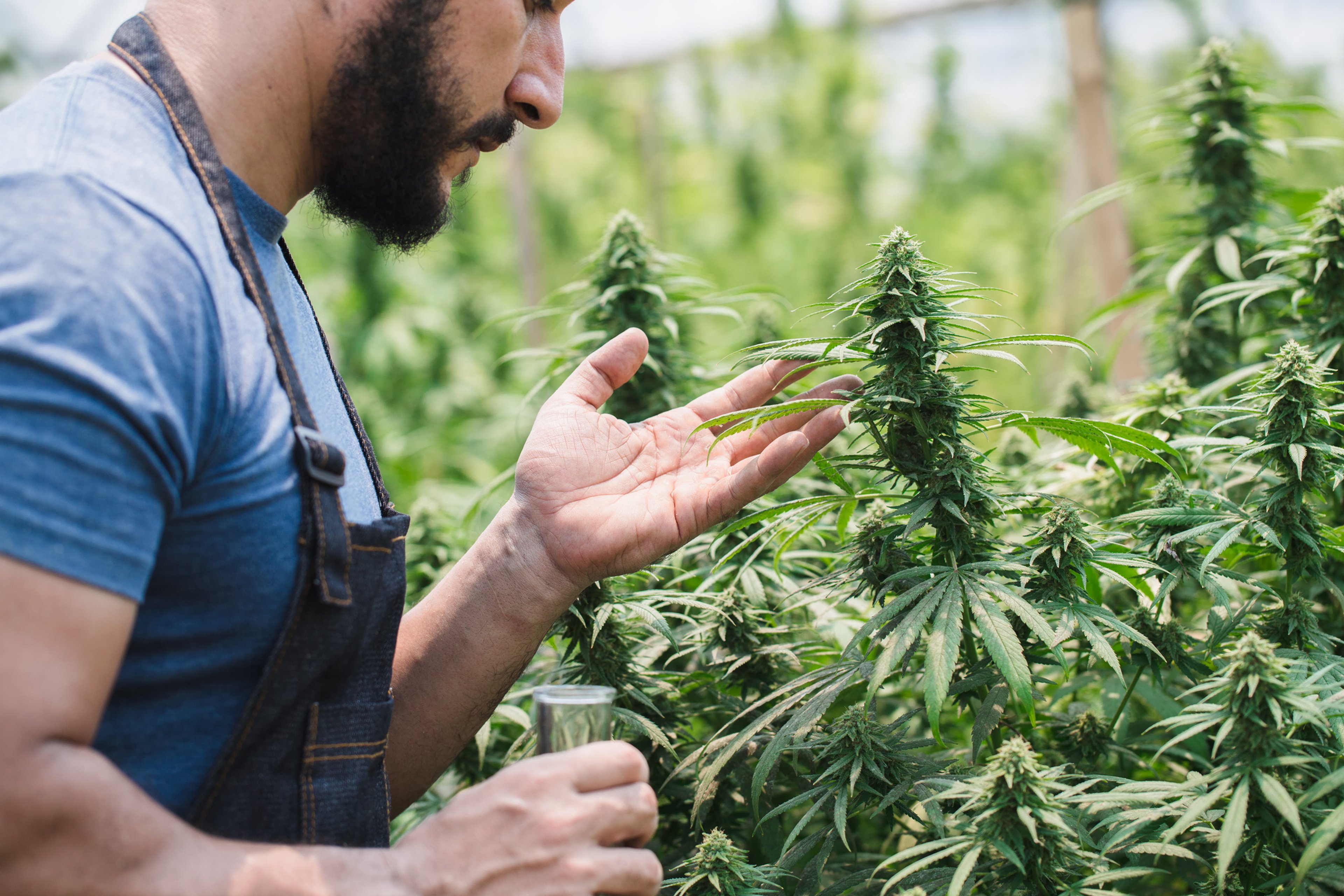 Cannabis legal anbauen – Interview mit Hanf-Pionier Johannes Max Harms