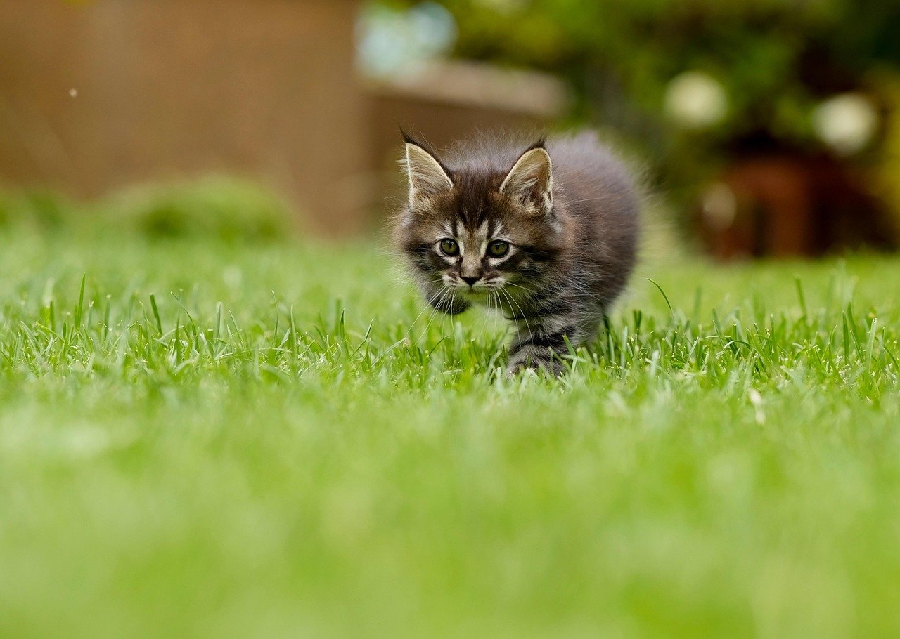 Vertrauen im Online-Gartenhandel: Ist rollrasenversand.de seriös?