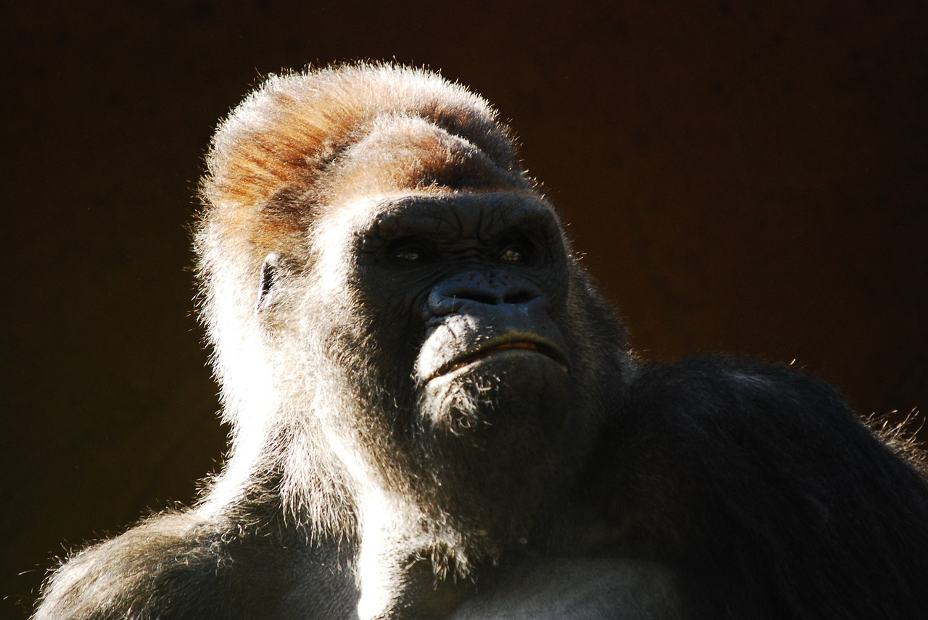 Butch Kasalla Thorsten Legat - So pflanzt man Marken im RTL-Dschungelcamp