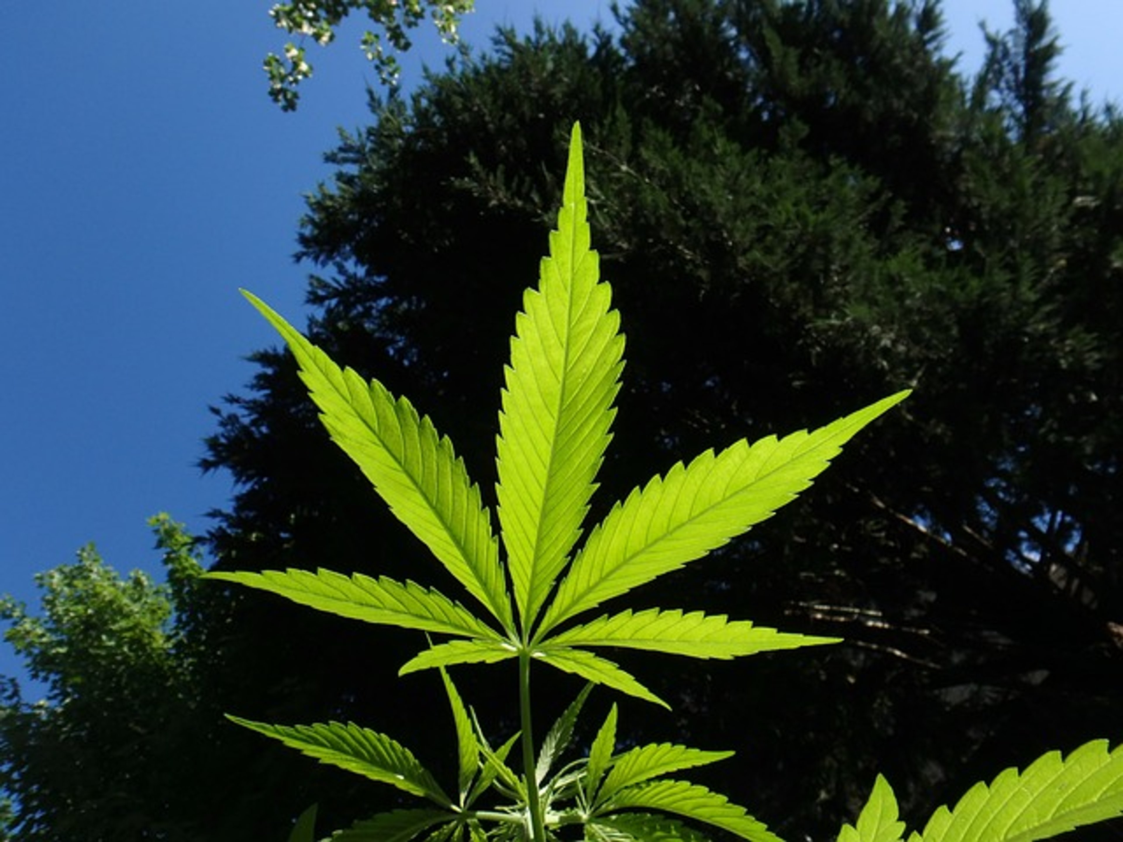 Diese CBD-Produkte sind in Deutschland legal