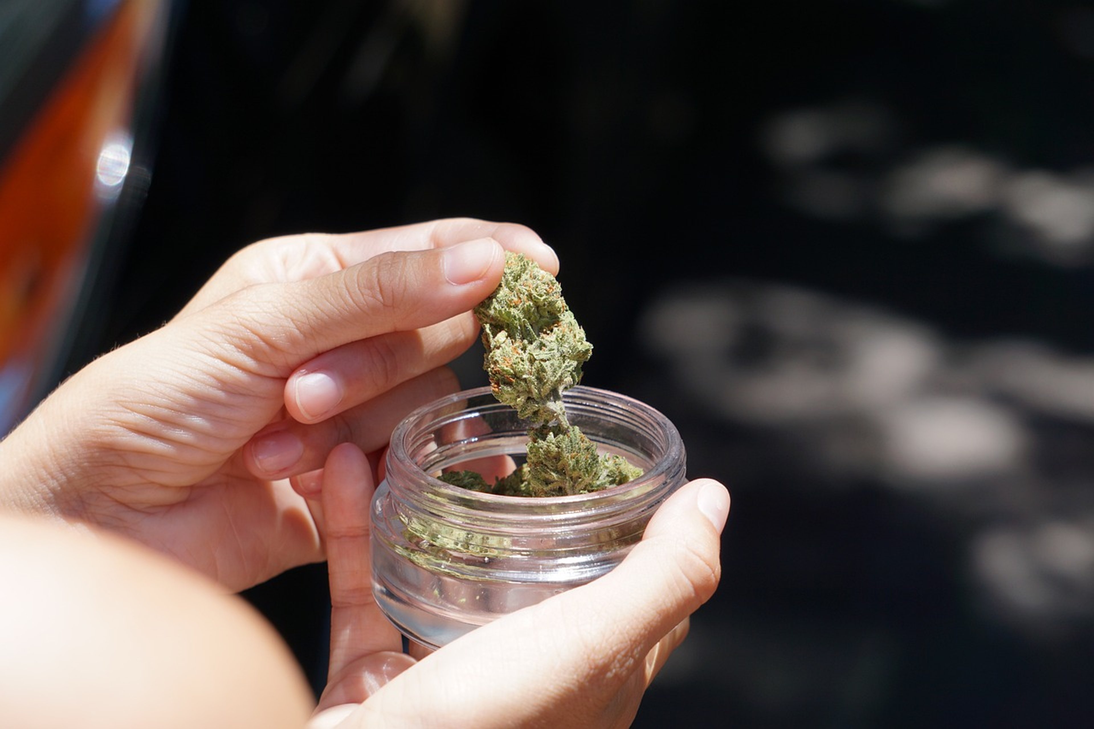 Bud Voyage – Vertrauen in Premium Cannabis-Samen für den Heimanbau