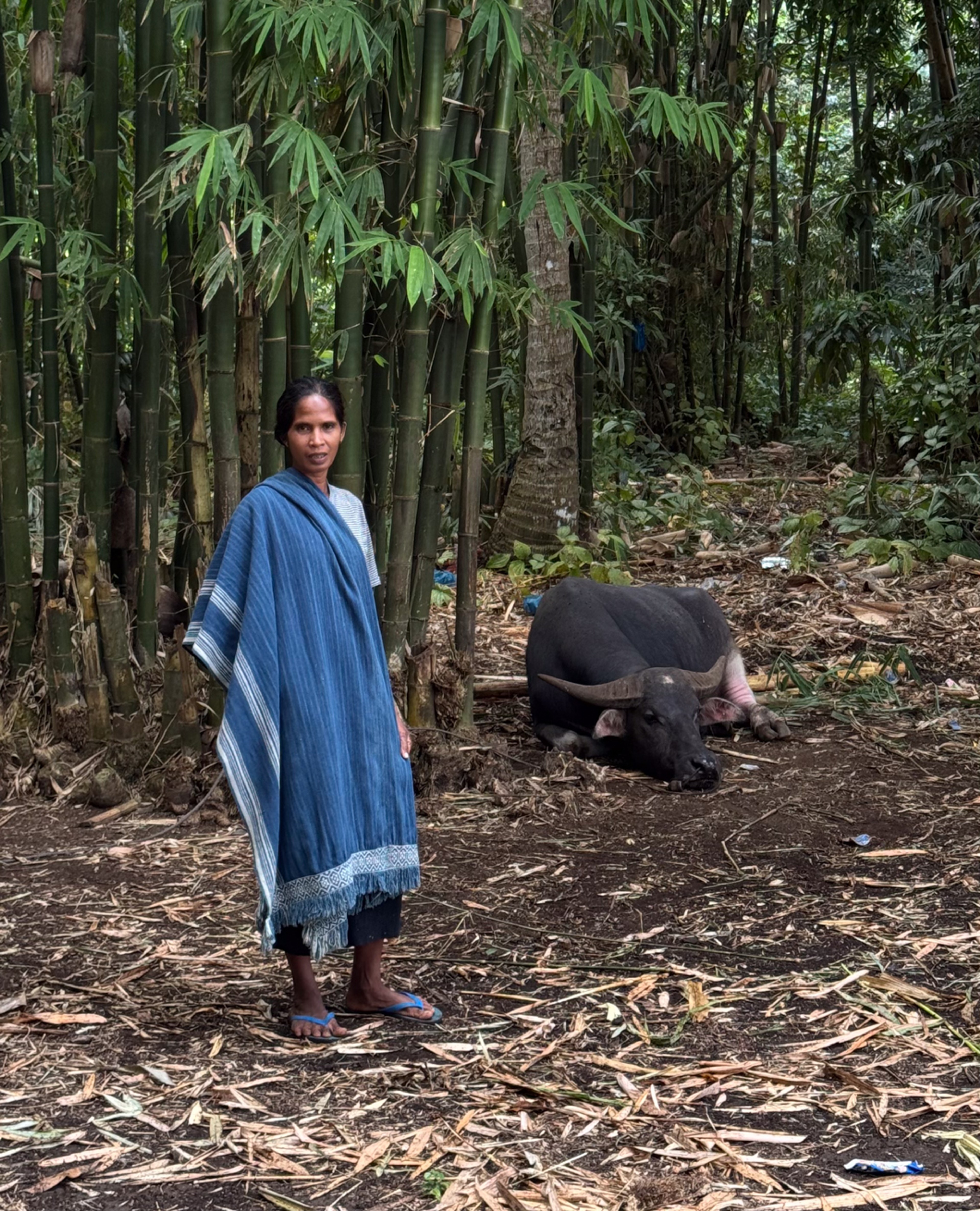 Woman in blue dress standing in bamboo forest, Sumba Image