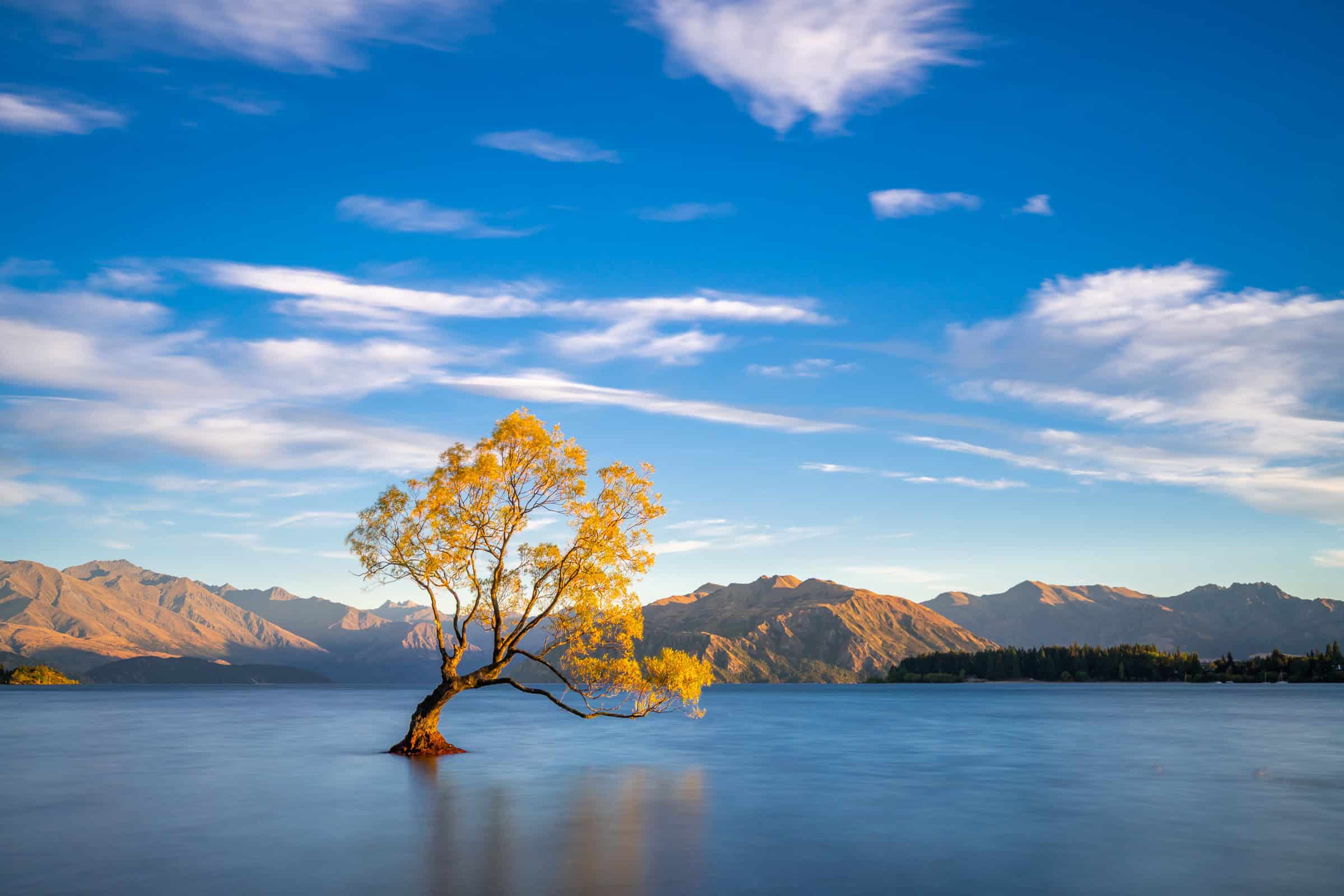 Wanaka Tree, New Zealand