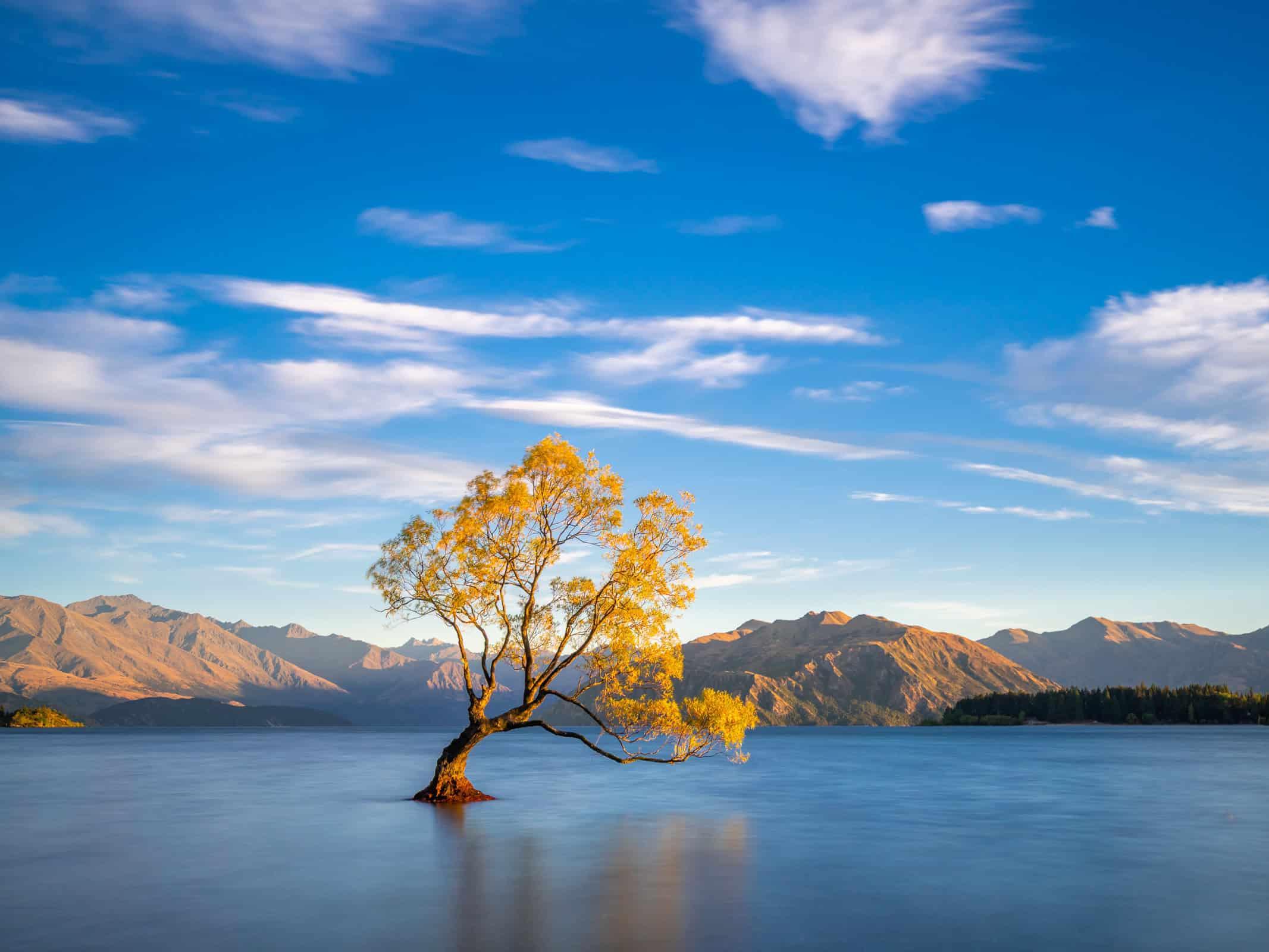 Wanaka Tree, New Zealand