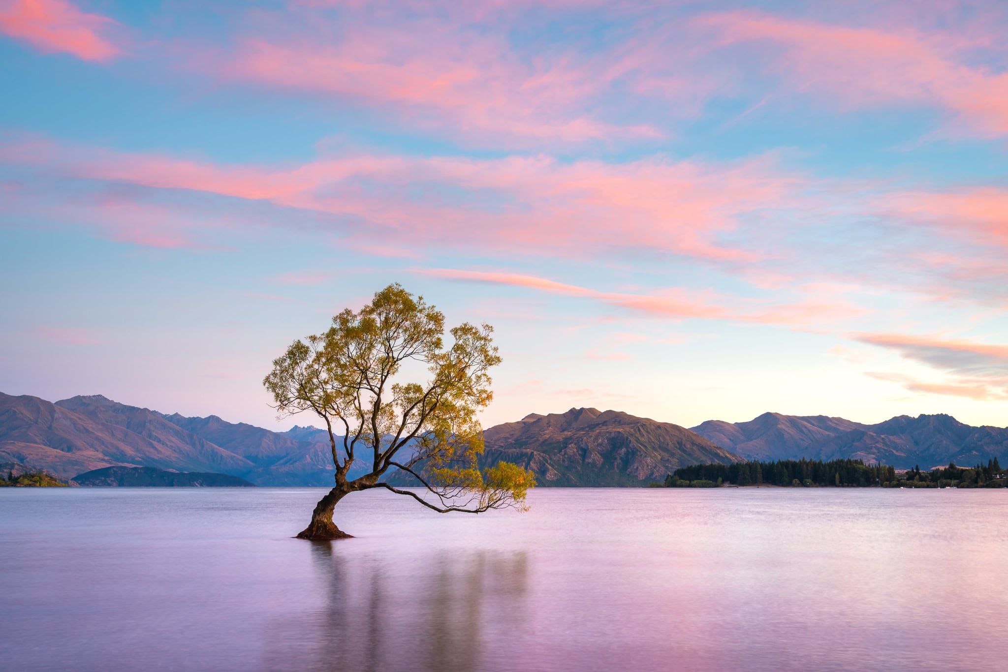 Lone willow tree standing in shallow water at Roys Bay, Lake Wanaka, New Zealand
