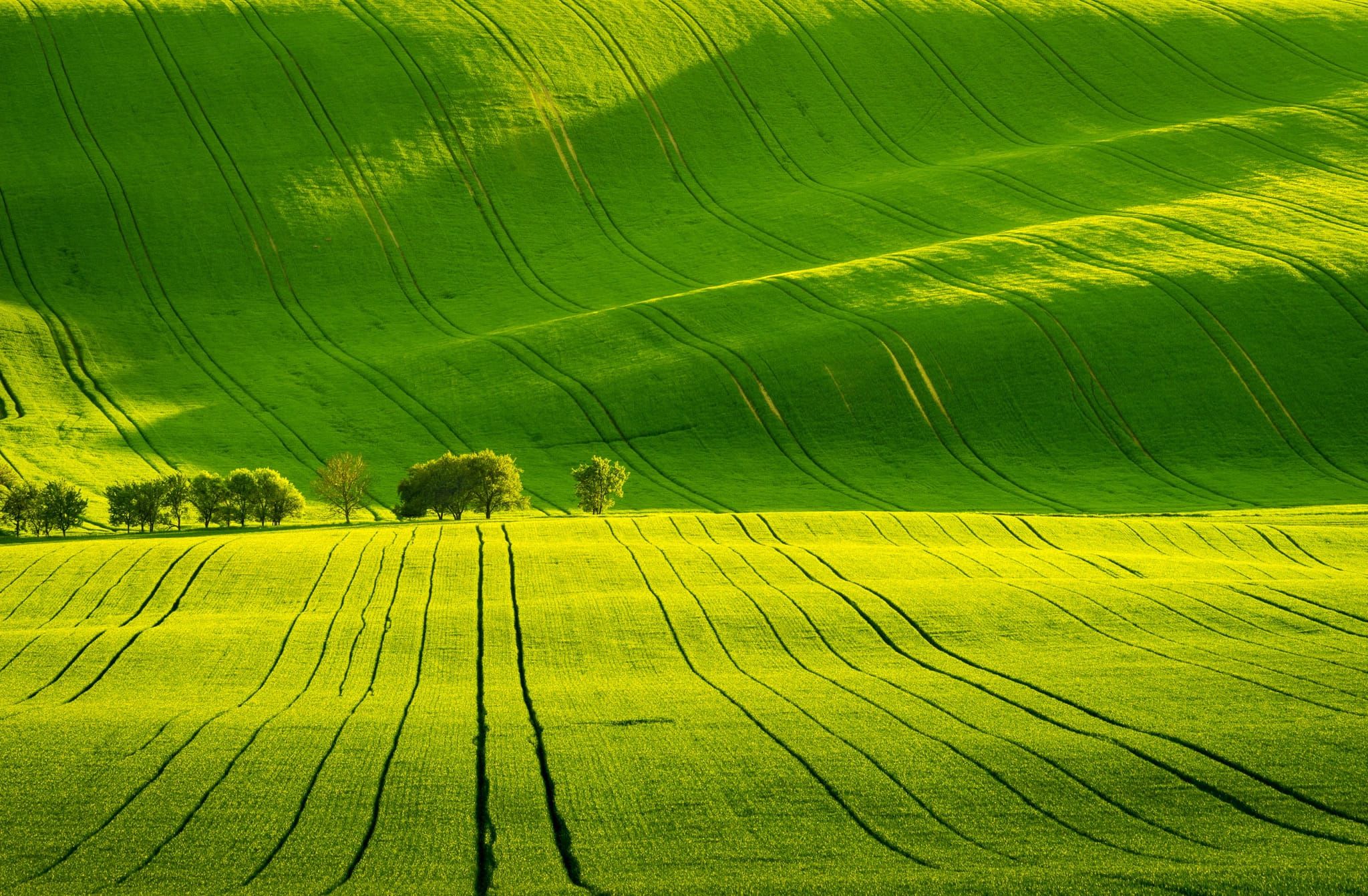 Agricultural fields with contoured rows and scattered trees, South Moravia, Czech Republic