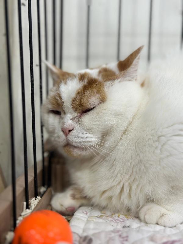 로키 사진 2
