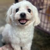 땅콩이