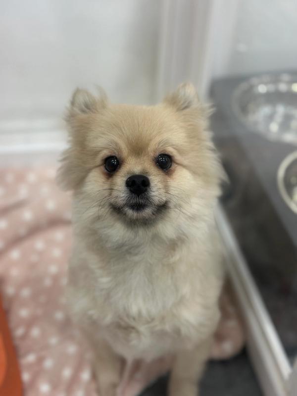 연유 사진 3