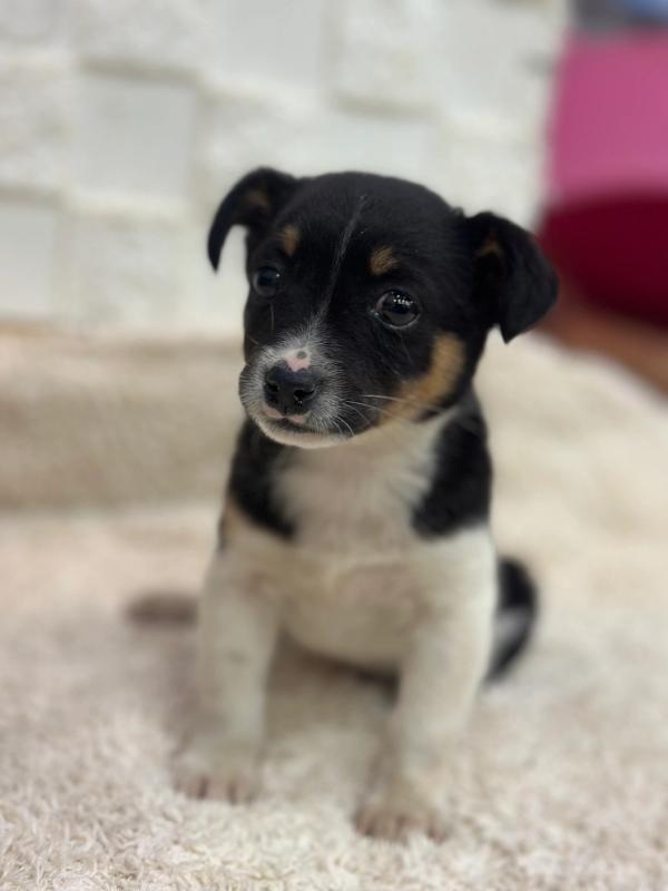 행곰이 사진 4