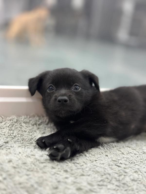 깜둥이,깜순이 사진 3