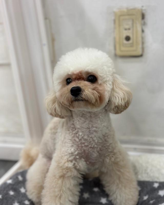 크리미 포토