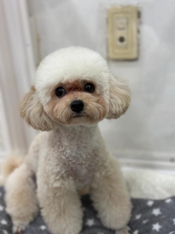 크리미 사진 2