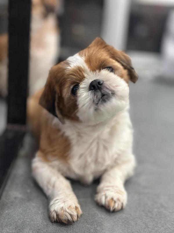 초롱이 사진 3