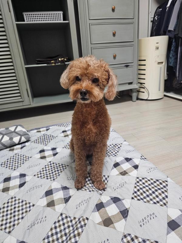 단추 사진 2
