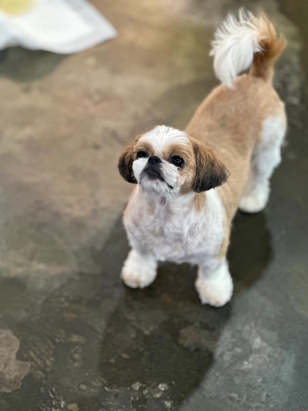 나롱이 사진 2