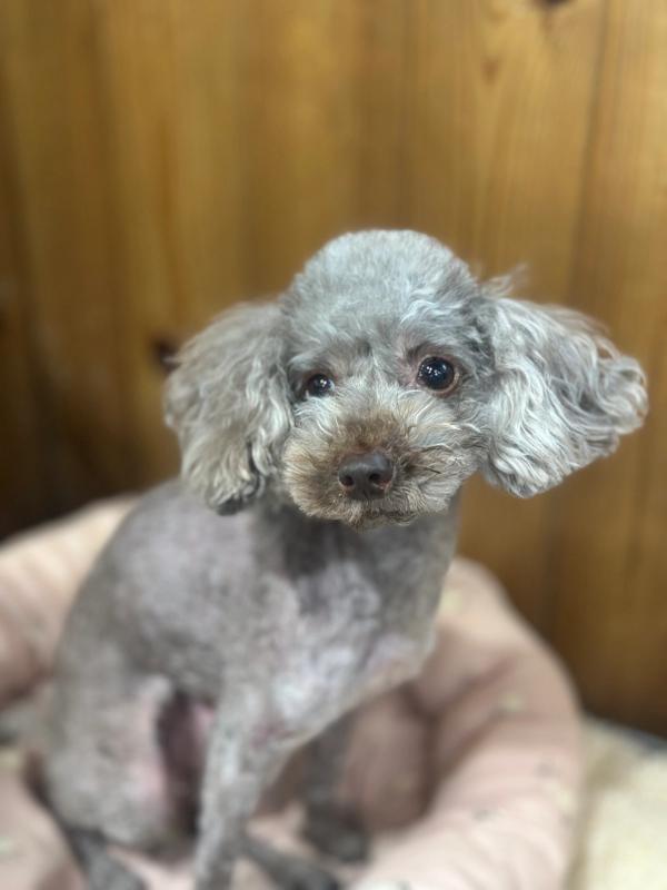 초코 사진 4
