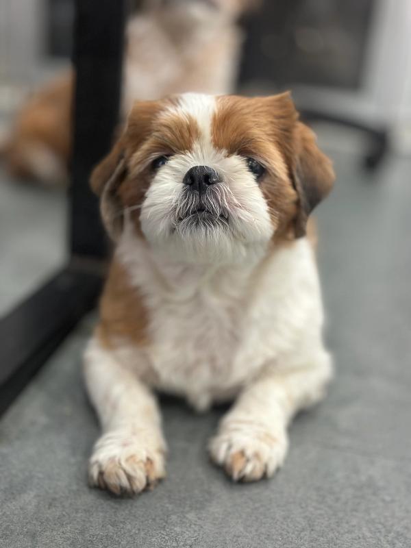초롱이 사진 2