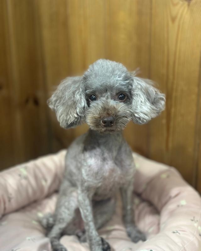 초코 포토