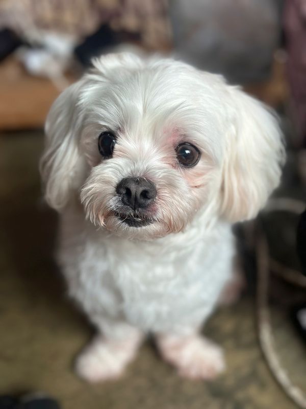 땅콩이 사진 2
