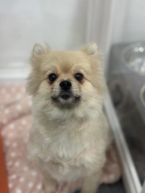 연유 사진