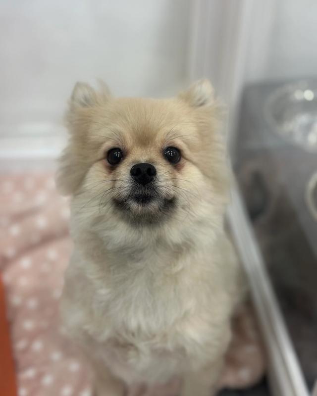 연유 포토