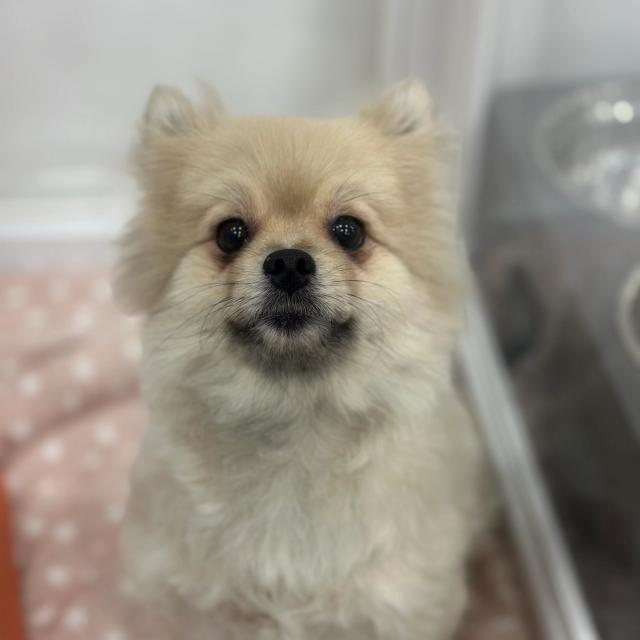 연유 사진