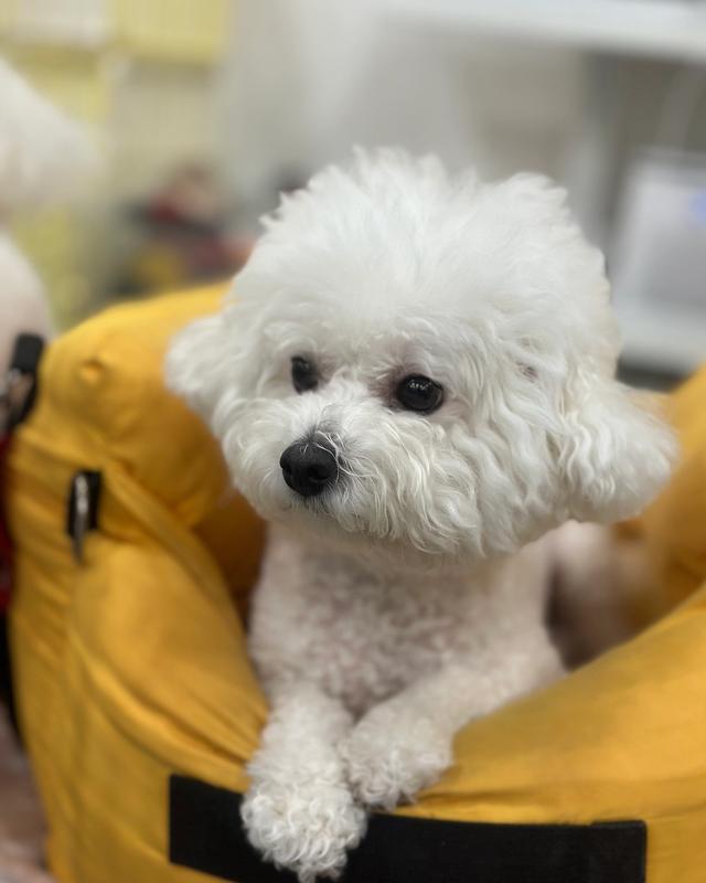 슈가 포토