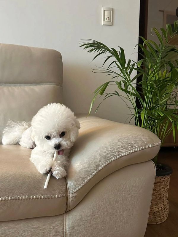마이쮸 사진 3