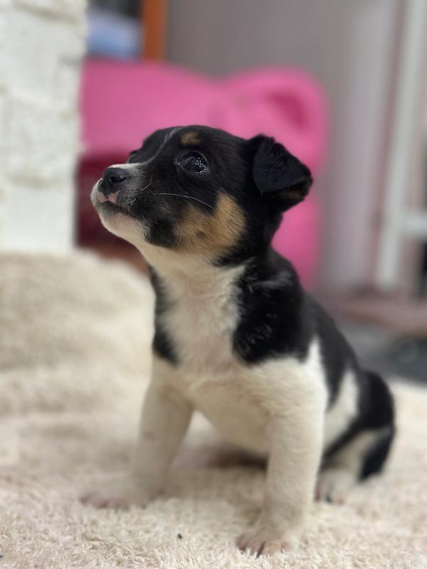 행곰이 사진 3